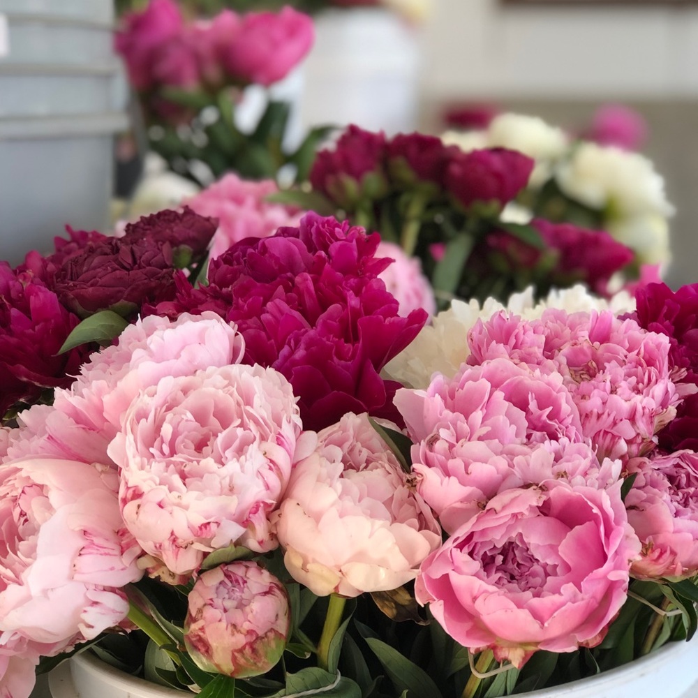 Meet your Posher, Jill